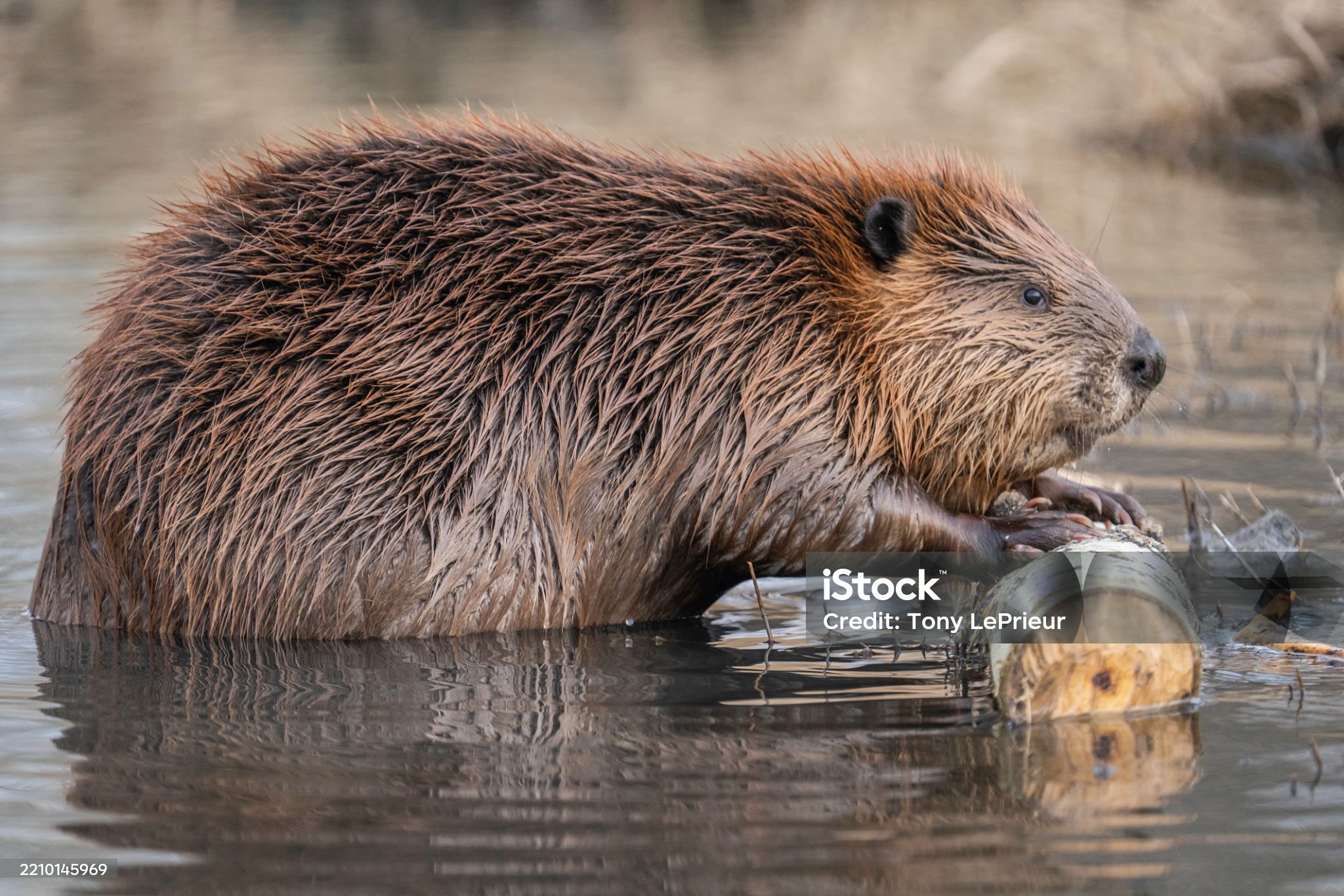 Le castor
