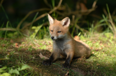 petit renard